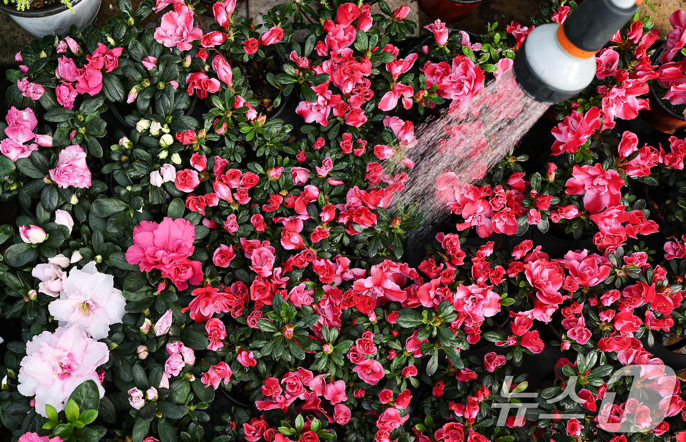 (서울=뉴스1) 김도우 기자 = 절기상 우수(雨水)인 19일 인천 서울 서초구 양재화훼단지에서 직원이 다양한 화분에 물을 주고 있다. 2026.2.19/뉴스1