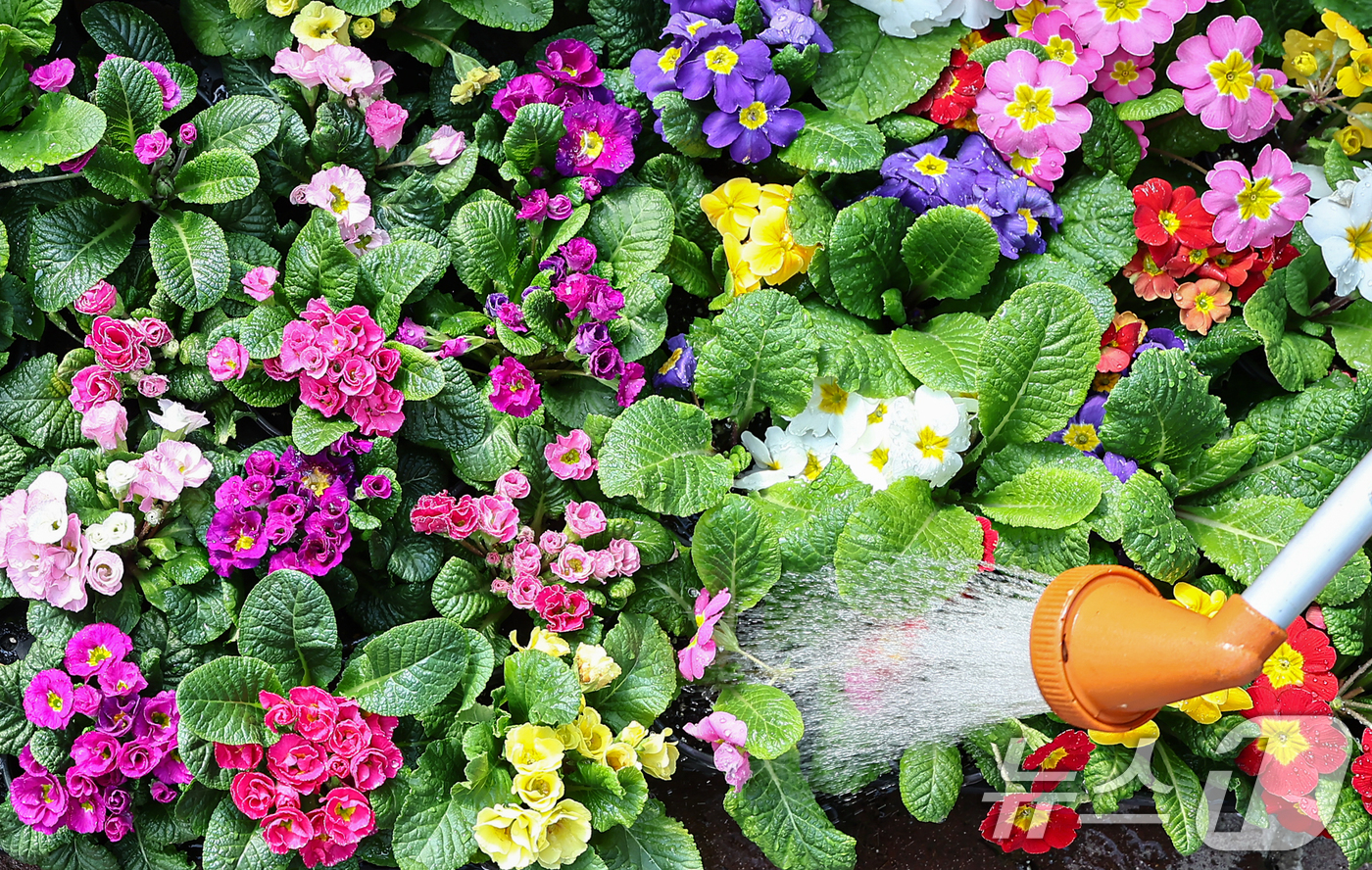 (서울=뉴스1) 김도우 기자 = 절기상 우수(雨水)인 19일 인천 서울 서초구 양재화훼단지에서 직원이 다양한 화분에 물을 주고 있다. 2026.2.19/뉴스1