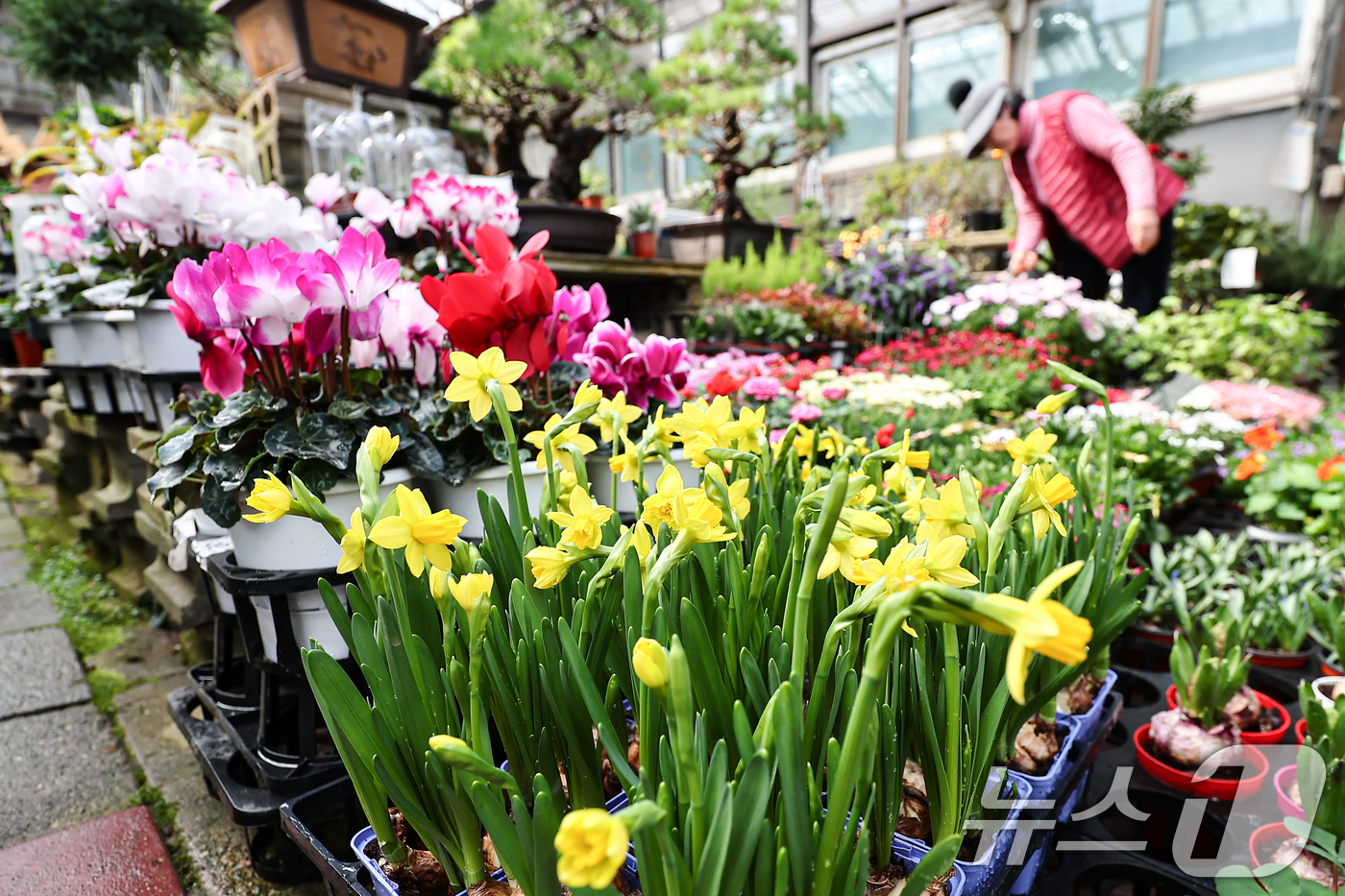 (서울=뉴스1) 김도우 기자 = 절기상 우수(雨水)인 19일 인천 서울 서초구 양재화훼단지에서 직원이 다양한 화분에 물을 주고 있다. 2026.2.19/뉴스1
