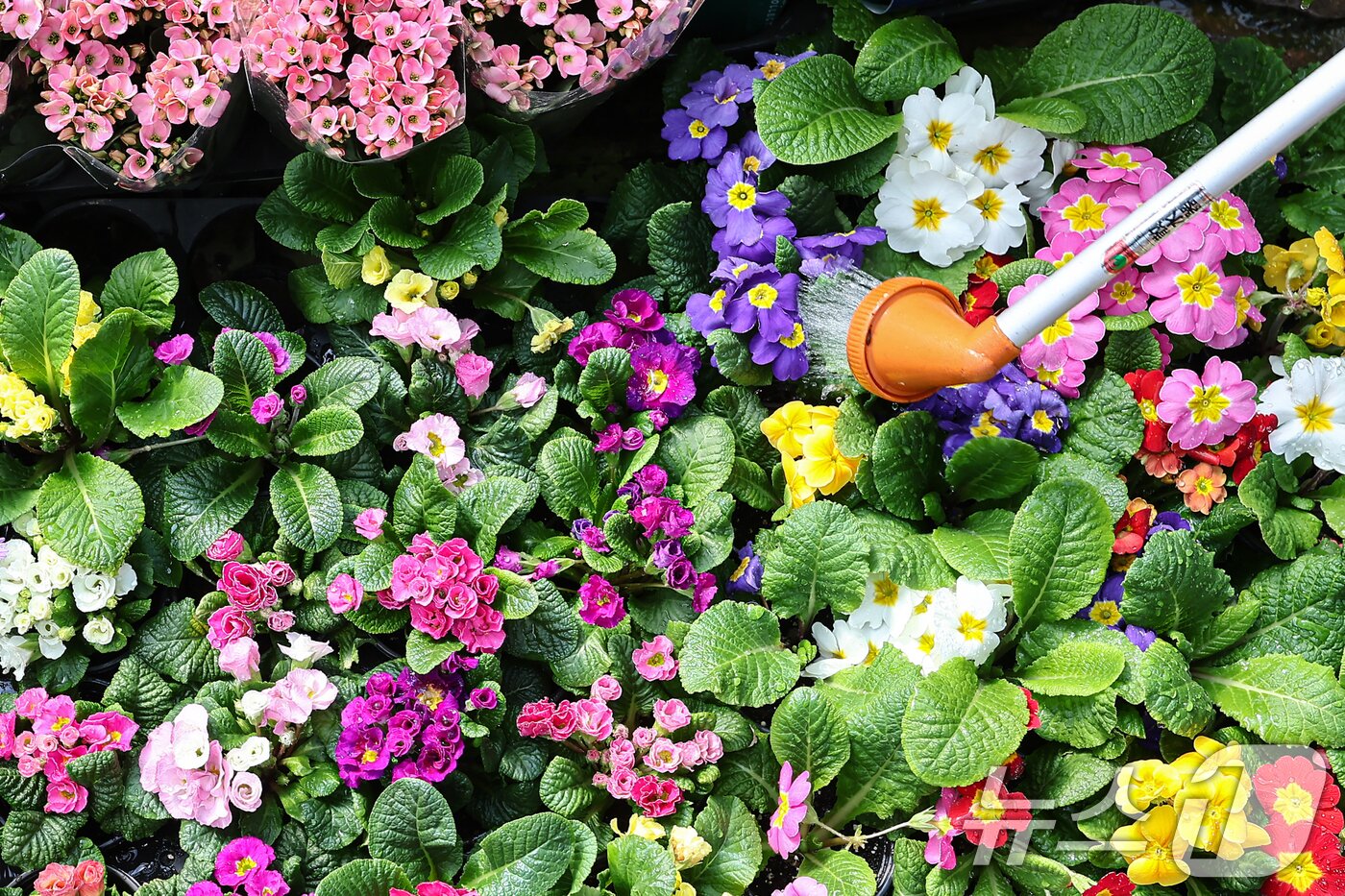 본문 이미지 - 절기상 우수(雨水)인 19일 인천 서울 서초구 양재화훼단지에서 직원이 다양한 화분에 물을 주고 있다. 2026.2.19 ⓒ 뉴스1 김도우 기자