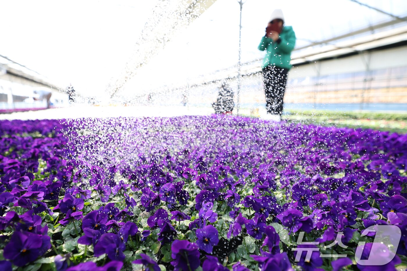 본문 이미지 - 절기상 우수(雨水)인 19일 경기 안양시 동안구 꽃양묘장에서 관계자가 봄철 관내에 식재할 꽃들을 돌보고 있다. 2026.2.19 ⓒ 뉴스1 김영운 기자