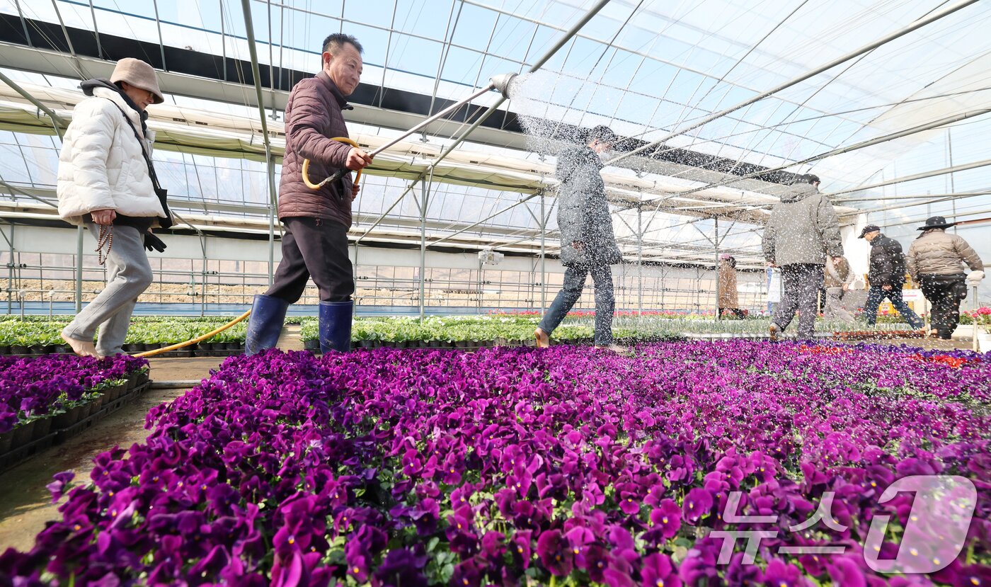 본문 이미지 - 절기상 우수(雨水)인 19일 경기 안양시 동안구 꽃양묘장에서 관계자가 봄철 관내에 식재할 꽃들을 돌보고 있다. 2026.2.19 ⓒ 뉴스1 김영운 기자