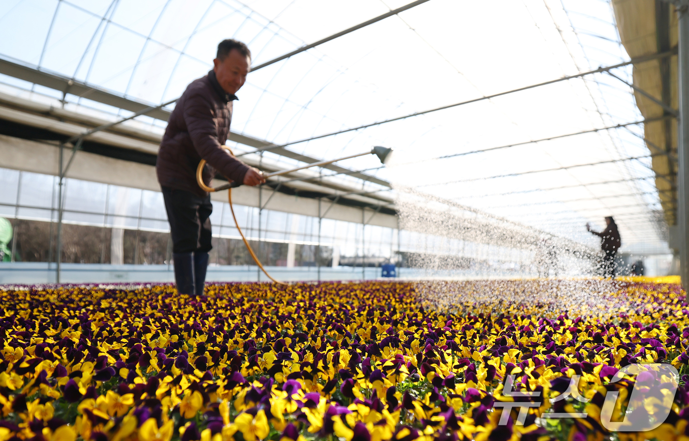 (안양=뉴스1) 김영운 기자 = 절기상 우수(雨水)인 19일 경기 안양시 동안구 꽃양묘장에서 관계자가 봄철 관내에 식재할 꽃들을 돌보고 있다. 2026.2.19/뉴스1