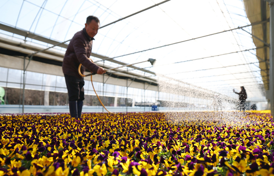 봄맞이로 분주한 양묘장