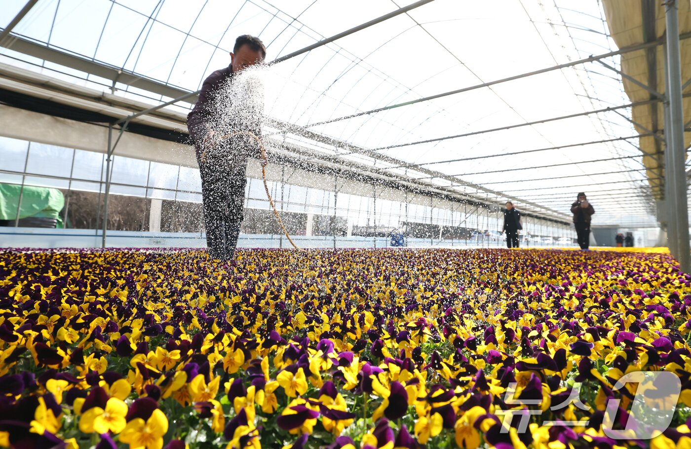 본문 이미지 - 절기상 우수(雨水)인 19일 경기 안양시 동안구 꽃양묘장에서 관계자가 봄철 관내에 식재할 꽃들을 돌보고 있다. 2026.2.19 ⓒ 뉴스1 김영운 기자
