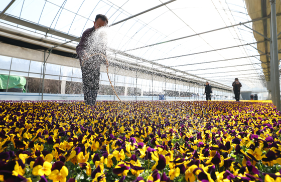 봄맞이로 분주한 양묘장