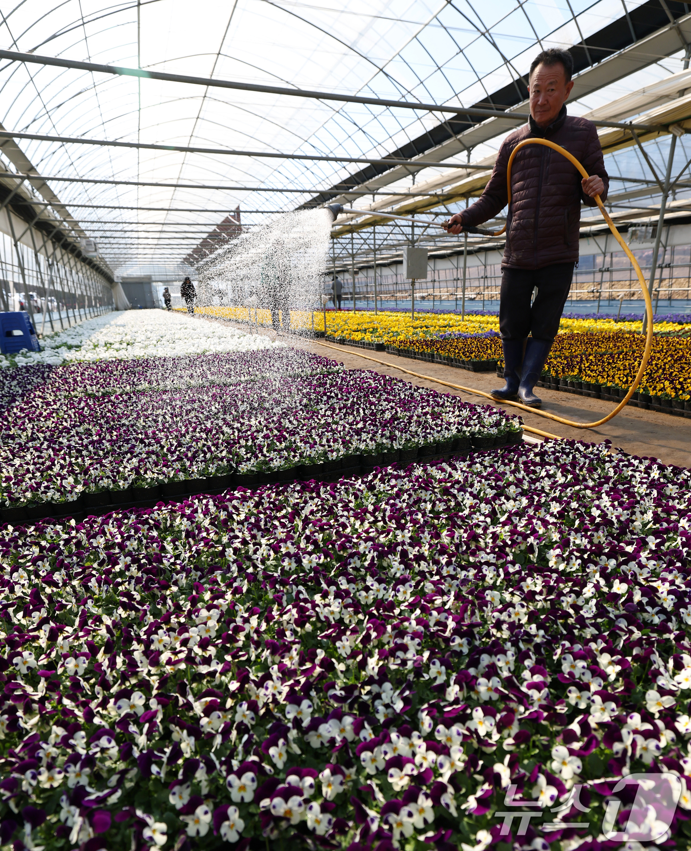 (안양=뉴스1) 김영운 기자 = 절기상 우수(雨水)인 19일 경기 안양시 동안구 꽃양묘장에서 관계자가 봄철 관내에 식재할 꽃들을 돌보고 있다. 2026.2.19/뉴스1