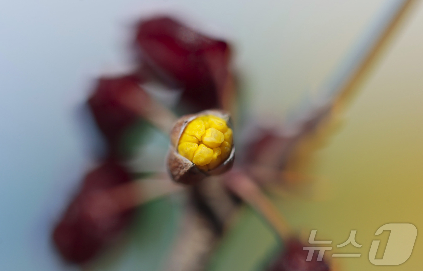 (서울=뉴스1) = 24절기 중 두 번째 절기 우수(雨水)인 19일 경남 함양군 함양군 하림공원 작은영화관 옆 가로수에 산수유가 꽃망울을 터트리고 있다. (함양군 제공. 재판매 및 …