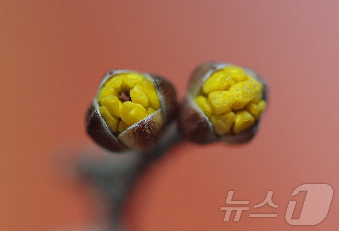 (서울=뉴스1) = 24절기 중 두 번째 절기 우수(雨水)인 19일 경남 함양군 함양군 하림공원 작은영화관 옆 가로수에 산수유가 꽃망울을 터트리고 있다. (함양군 제공. 재판매 및 …