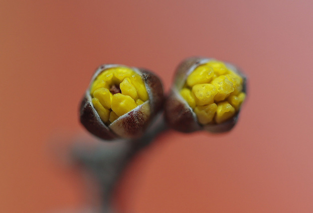 [오늘의 날씨] 충북·세종(21일, 토)…옥천·영동 19도 '봄날씨'