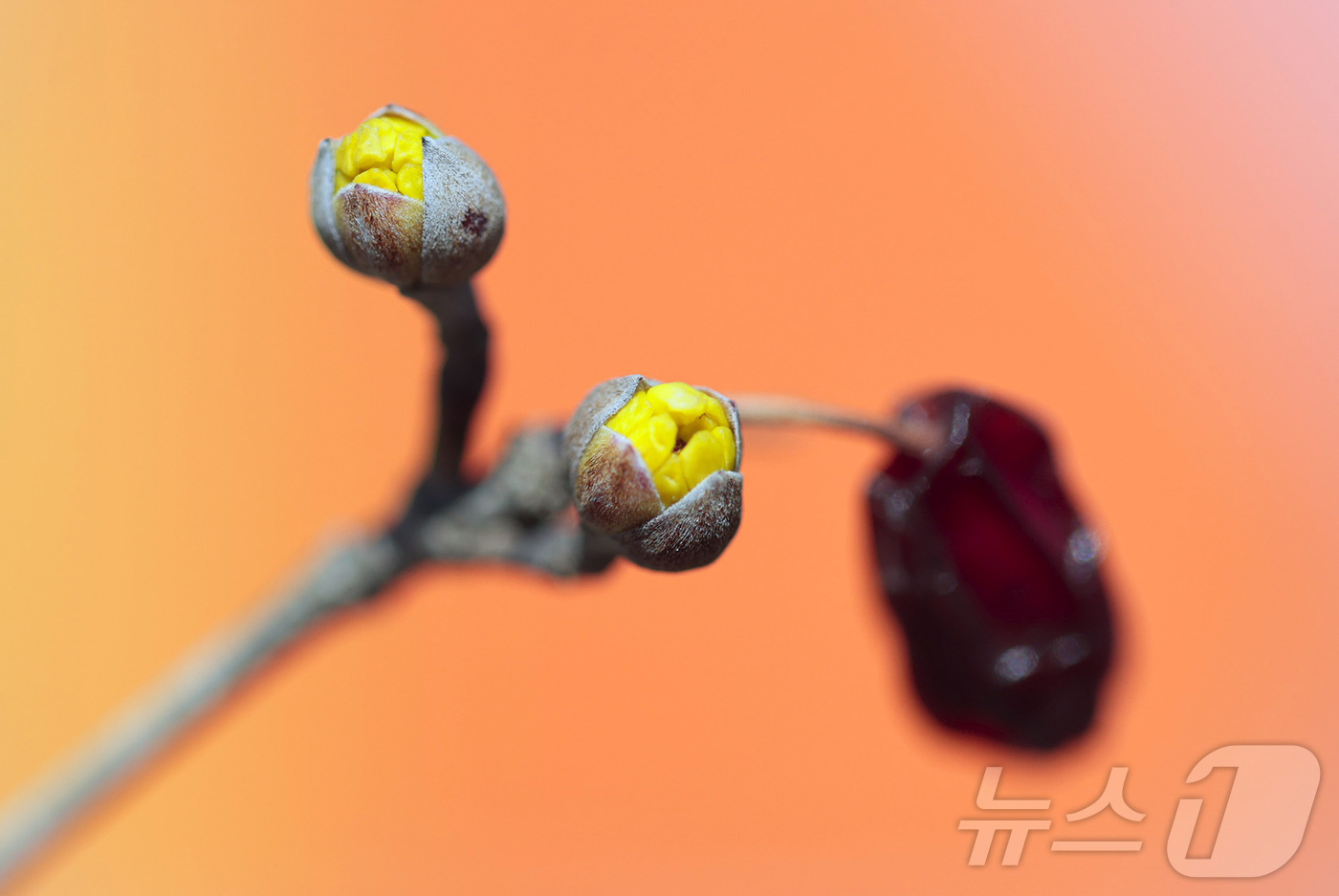 (서울=뉴스1) = 24절기 중 두 번째 절기 우수(雨水)인 19일 경남 함양군 함양군 하림공원 작은영화관 옆 가로수에 산수유가 꽃망울을 터트리고 있다. (함양군 제공. 재판매 및 …