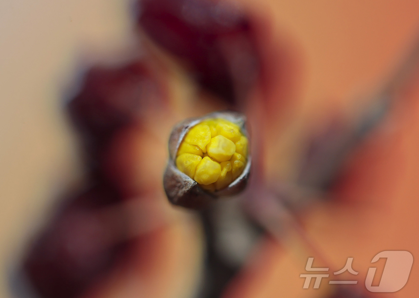 (서울=뉴스1) = 24절기 중 두 번째 절기 우수(雨水)인 19일 경남 함양군 함양군 하림공원 작은영화관 옆 가로수에 산수유가 꽃망울을 터트리고 있다. (함양군 제공. 재판매 및 …