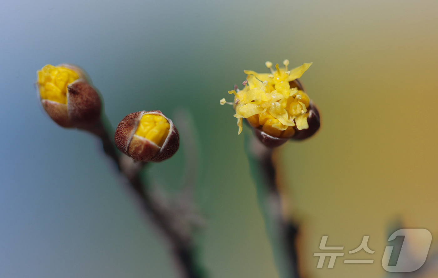 (서울=뉴스1) = 24절기 중 두 번째 절기 우수(雨水)인 19일 경남 함양군 함양군 하림공원 작은영화관 옆 가로수에 산수유가 꽃망울을 터트리고 있다. (함양군 제공. 재판매 및 …