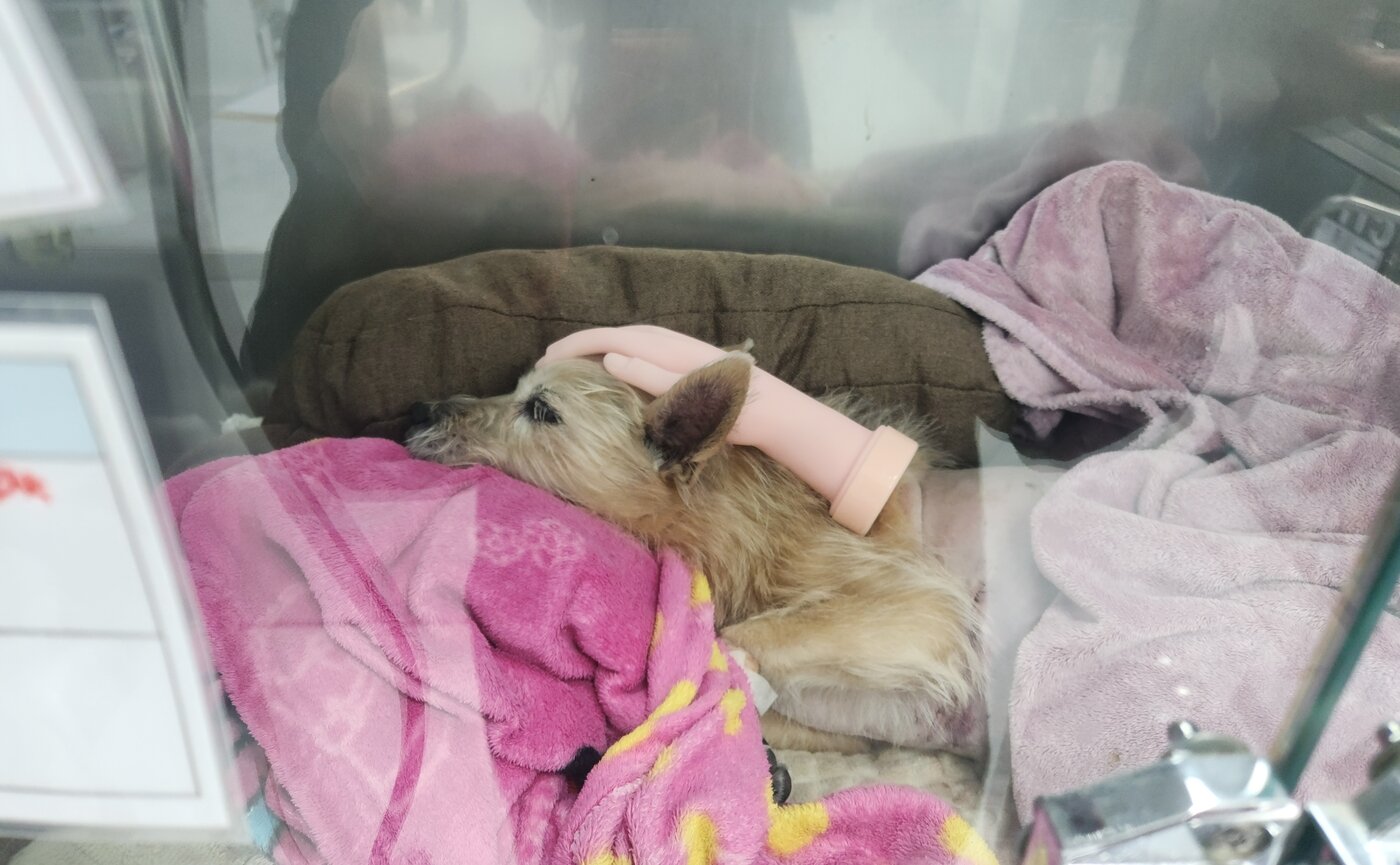 본문 이미지 - 손 모형을 쓰다듬듯이 머리 위에 얹어 놓자 실제로 혈압이 떨어지며 안정을 취한 땅콩(고려동물메디컬센터 제공) ⓒ 뉴스1