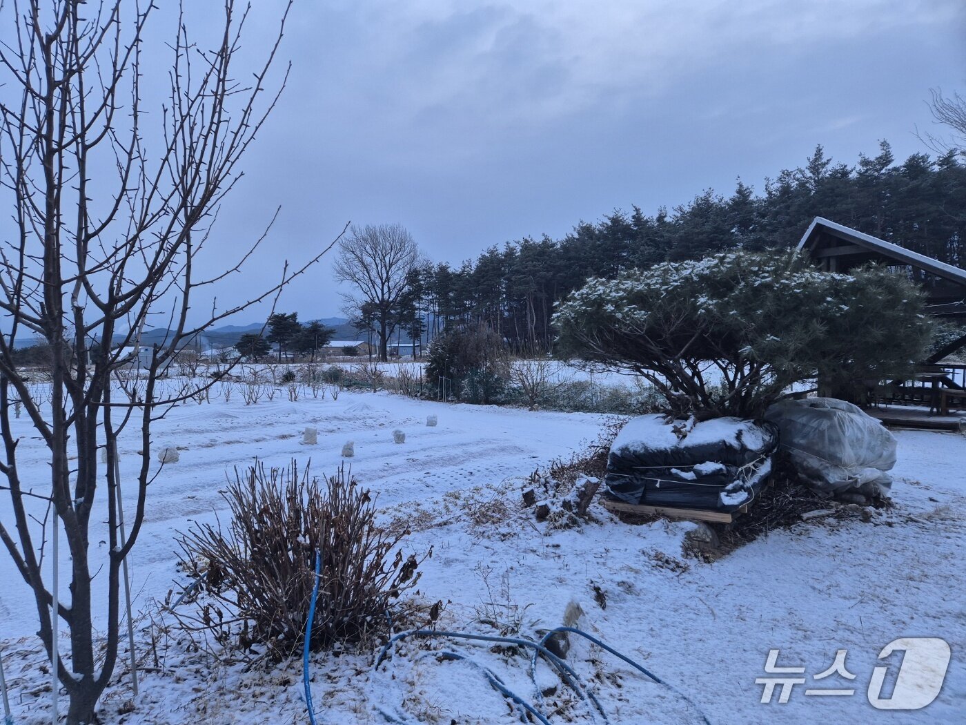 본문 이미지 - 전국 곳곳 밤사이 많은 눈이 내린 2일 강원 강릉시 구정면의 한 농가에 눈이 내려앉아 있다. 2026.2.2/뉴스1 윤왕근 기자