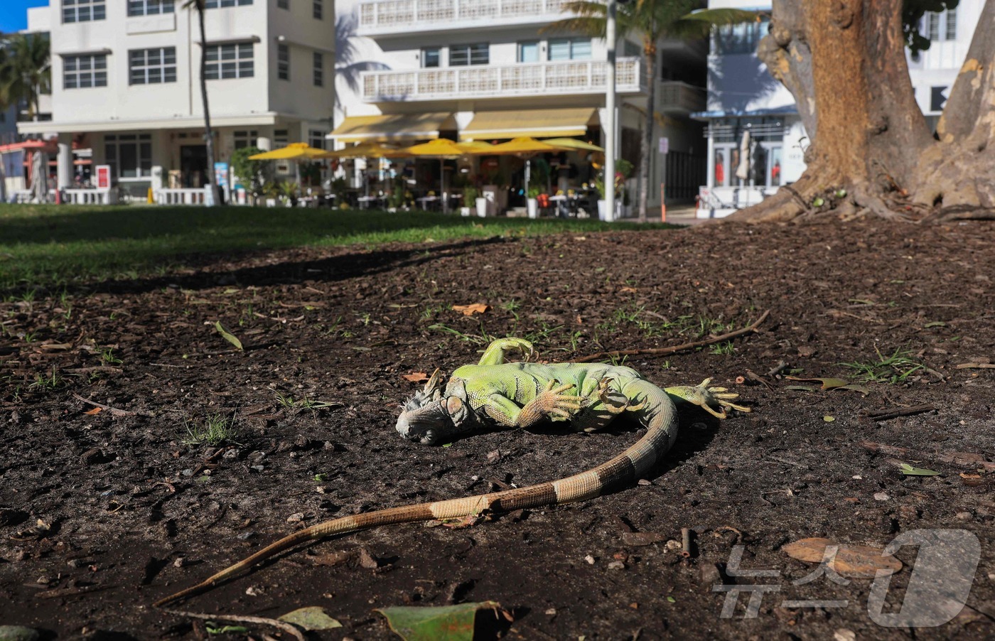 (마이애미비치 AFP=뉴스1) 윤다정 기자 = 1일(현지시간) 미국 플로리다주 마이애미 비치에서 기록적 한파로 기절한 이구아나들이 나무에서 떨어져 있다. 2026.02.01.ⓒ A …