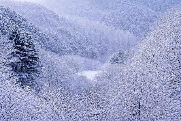 강원 남부산지에도 대설경보…태백 등 5곳은 주의보 유지