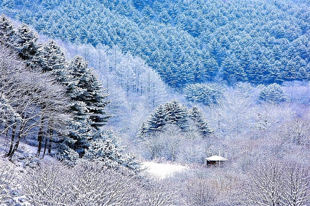 '향로봉 60.4㎝' 강원 산지에 눈 폭탄…낮에도 시간당 최대 3㎝