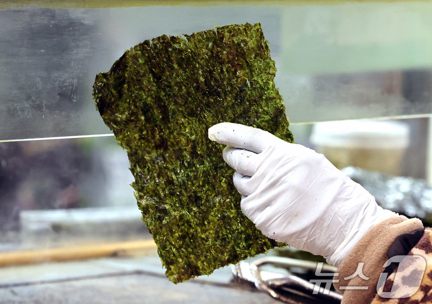 본문 이미지 - 서울의 한 대형마트에서 직원이 김을 굽고 있다.  ⓒ 뉴스1 박지혜 기자