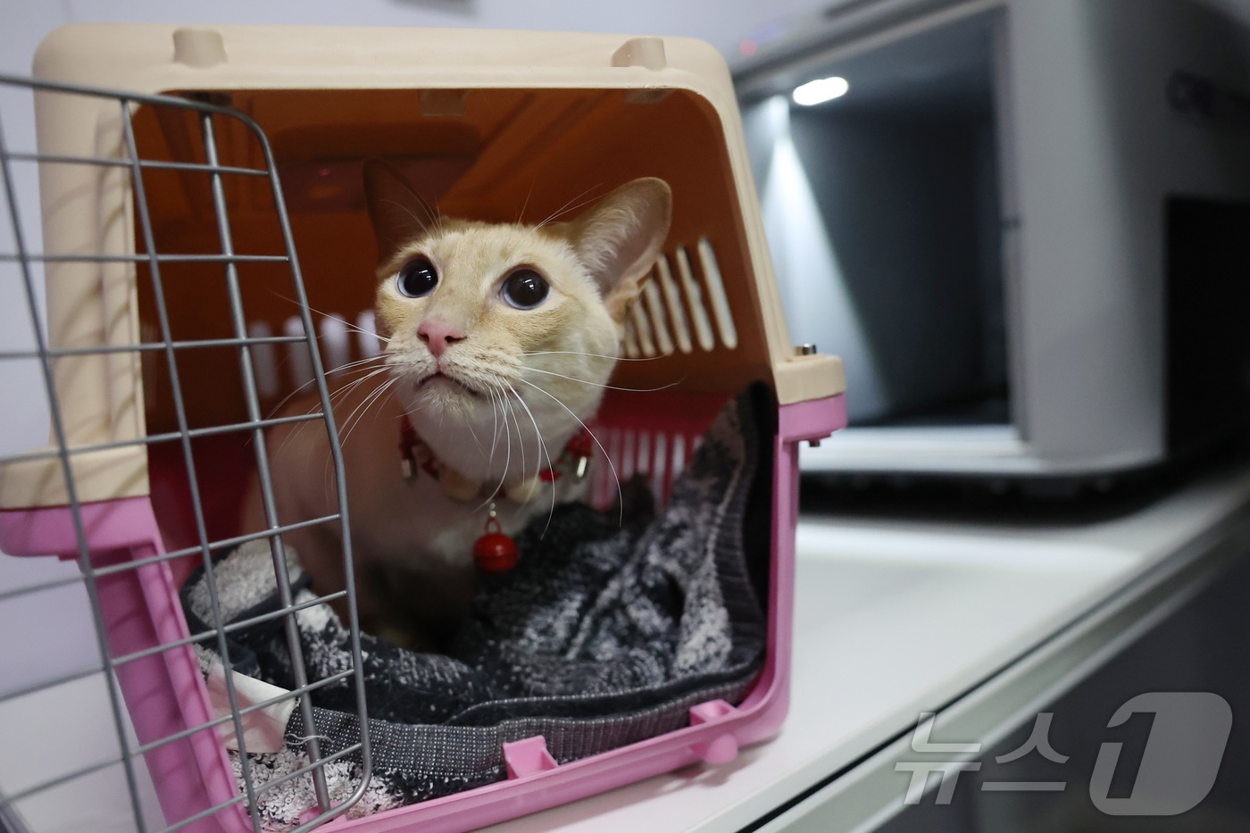 (란저우 신화=뉴스1) 권영미 기자 = 1일 중국 간쑤성 북서부 란저우시에 위치한 란저우서역의 중국철도익스프레스 반려동물 인도 구역에서 한 반려 고양이가 반려동물 운송 케이스에 들 …