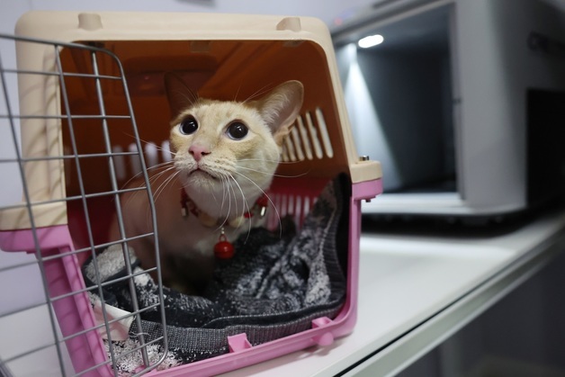 [포토] 춘제 귀성 주인 따라가는 반려동물