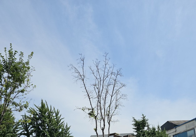 "제설제 살포 방식 바꾸지 않으면 가로수 피해 반복"