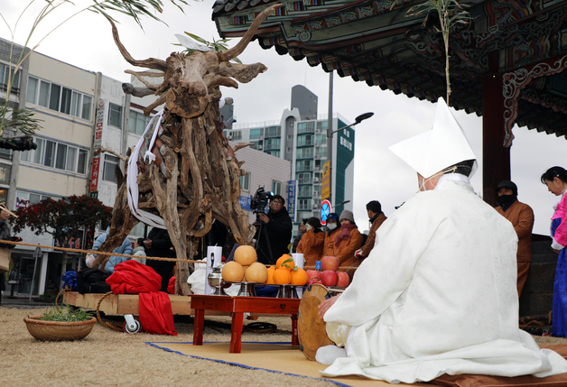 입춘 알리는 제주 \'낭쉐\'