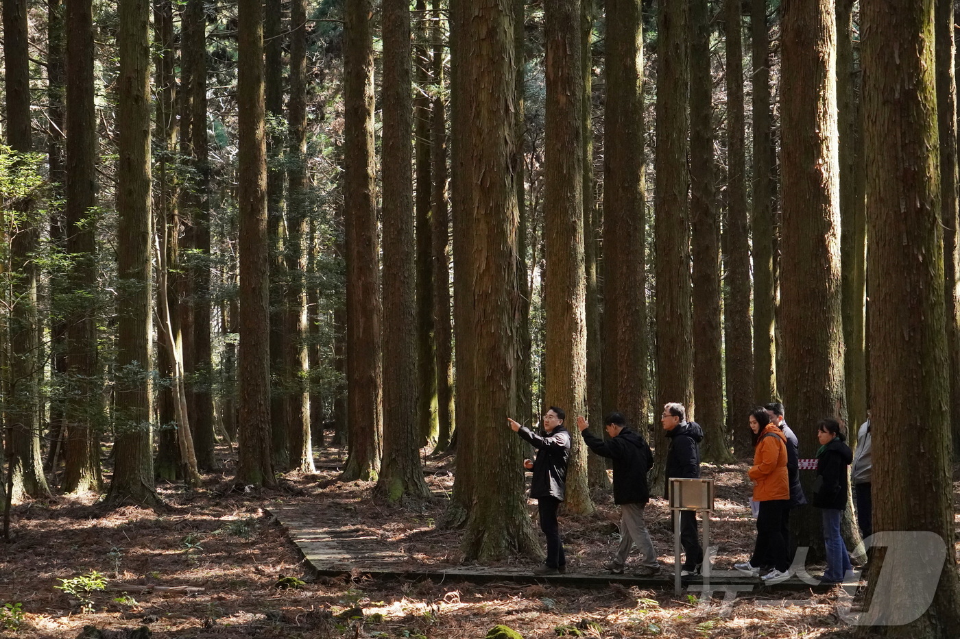 (대전=뉴스1) 이동원 기자 = 김인호 산림청장이 19일 국립산림과학원 한남사려니오름숲을 찾아 산림경영 현장을 점검하고 있다.김 청장은 "한남사려니오름숲의 지속가능한 산림경영관리와 …