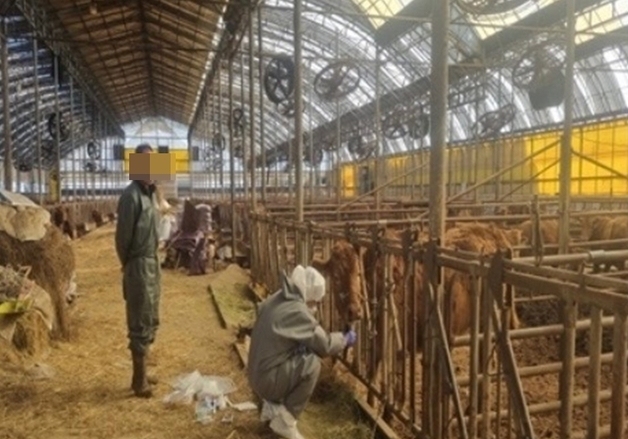 구제역 발생 고양시 '초비상'…이동통제소·소독차·백신접종 등 긴급 방역