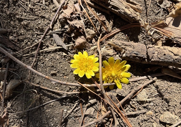 지리산에 봄의 전령 '복수초' 개화