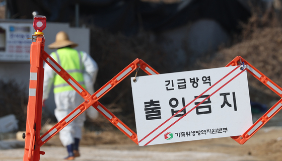 전남 무안서도 ASF 발생…일시이동중지 명령 21일 오후 7시까지