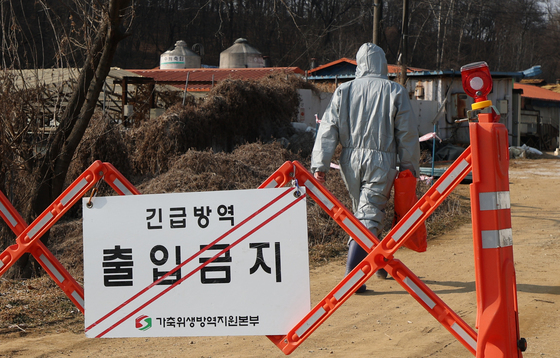 평택서 아프리카돼지열병 발생…903두 살처분·10㎞ 긴급 방역