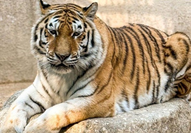 눈인사 해주던 호랑이 '미호' 하늘로…서울대공원 "개체간 싸움"