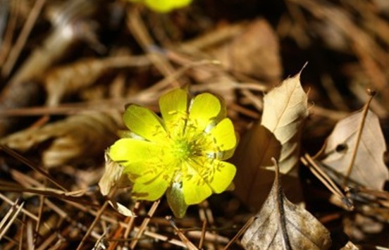 "봄이 왔어요"…평창 오대산 복수초 개화