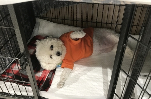 안락사 권고 대신 버텼다…브루셀라 구조견들, 8개월 격리 속 희망