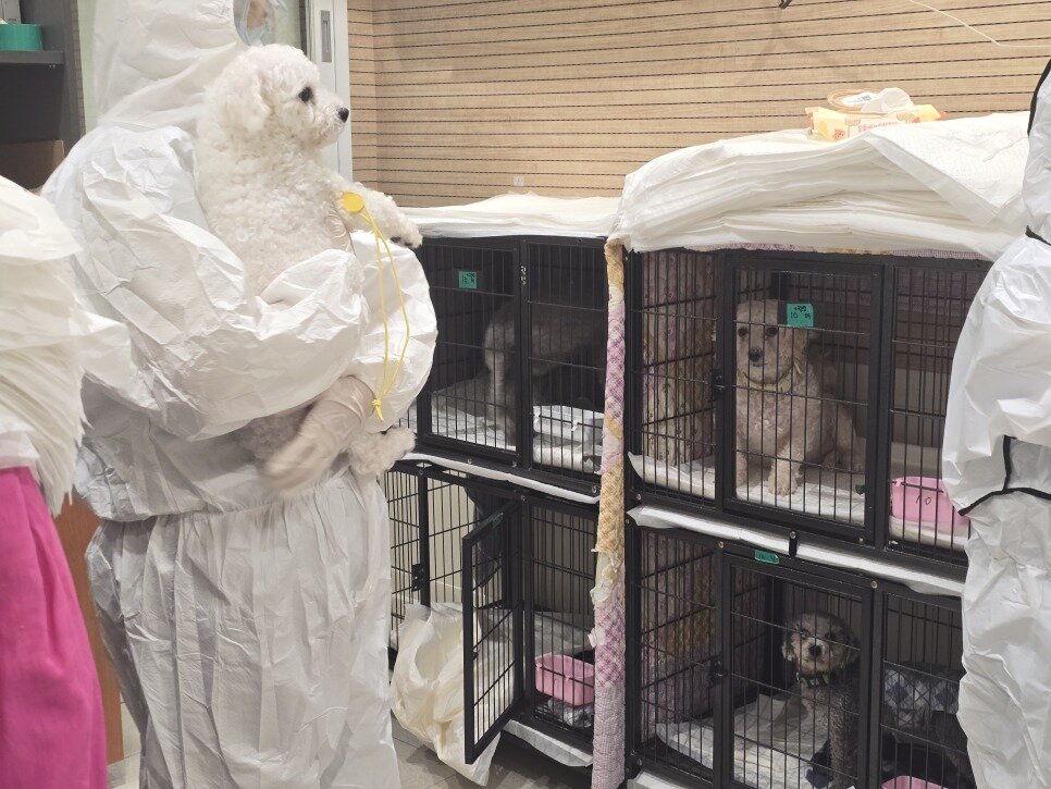 본문 이미지 - 경기 성남에 위치한 동물보호단체 LCKD에서 브루셀라 양성 판정을 받은 개들을 격리 보호하는 모습(LCKD 제공) ⓒ 뉴스1