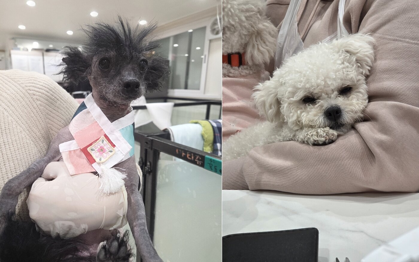 본문 이미지 - 지난해 8월 인천 강화군 소재 번식장에서 구조된 후 브루셀라 양성 판정으로 격리 중인 보호견들(LCKD 제공) ⓒ 뉴스1