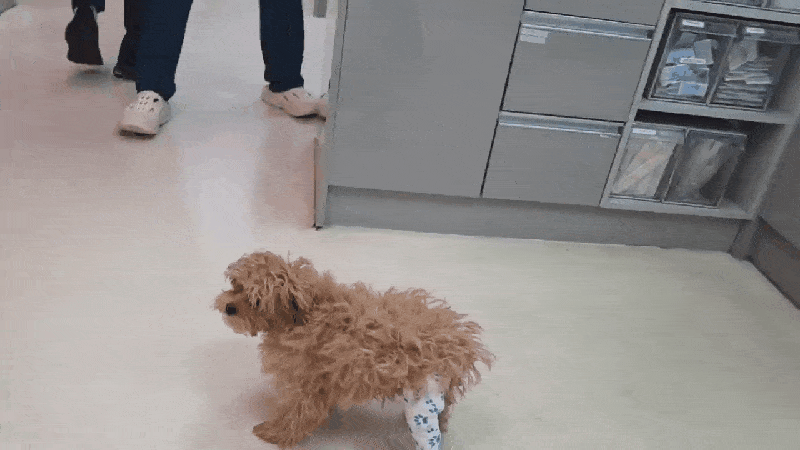 본문 이미지 - 성장기 강아지 뒷다리 골절 수술 직후 모습(본동물의료센터 제공) ⓒ 뉴스1