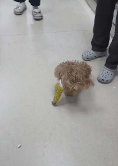 본문 이미지 - 뒷다리 골절 강아지 수술 12일 경과 후 모습(본동물의료센터 제공) ⓒ 뉴스1