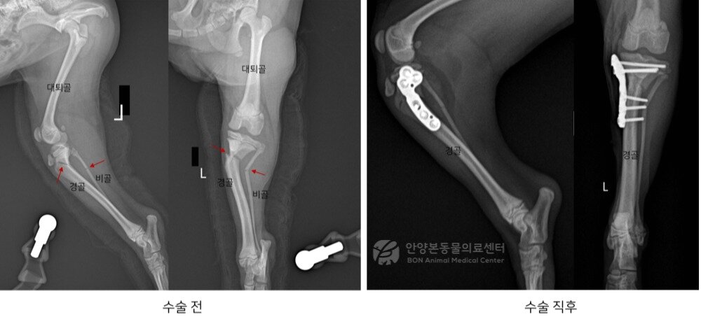 본문 이미지 - 수술 전후 방사선 사진(본동물의료센터 제공) ⓒ 뉴스1