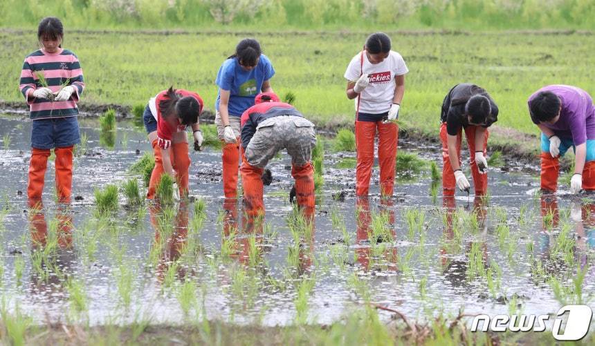 본문 이미지 - 하논분화구에서 모내기 체험을 하는 학생들./뉴스1 