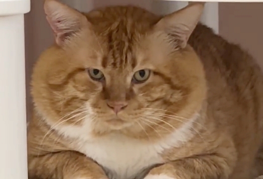 "얼굴 대결 도전 받는다옹~"…남다른 머리 크기 자랑하는 고양이