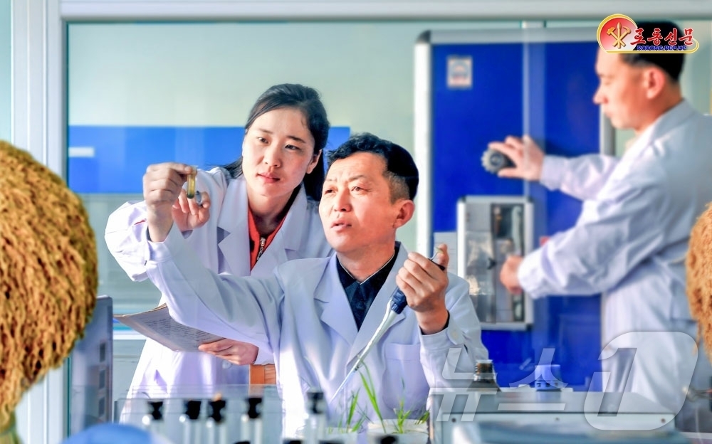 (평양 노동신문=뉴스1) = 북한 노동당 기관지 노동신문은 21일 농업과학원 벼 연구소에서 "새 품종의 벼종자를 연구하기 위한 사업에 심혈을 기울이고 있다"고 선전했다. [국내에서 …