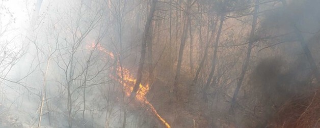 홍천 산불 1시간10분 만에 진화(종합)