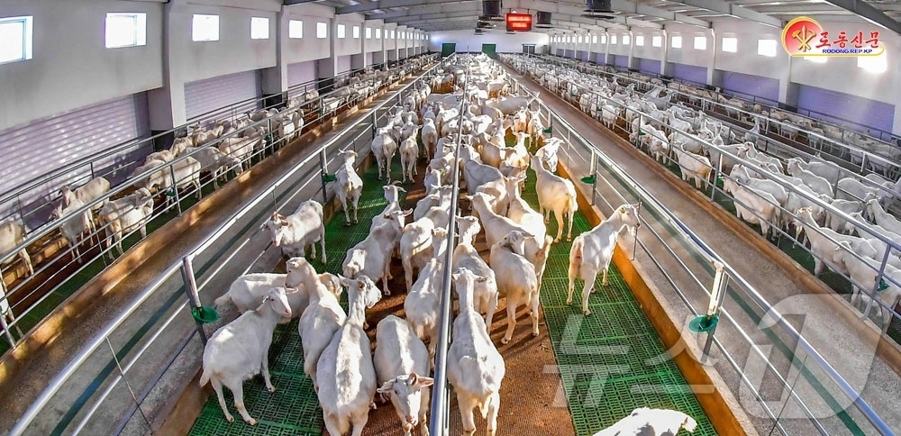 (평양 노동신문=뉴스1) = 북한 노동당 기관지 노동신문은 "평안남도 삼광리 삼광축산농장이 김정은 노동당 총비서의 지도 아래 정보화·지능화된 현대 축산과 농촌 모델로 탈바꿈했다"라 …