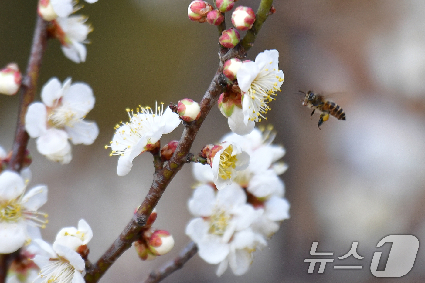 (포항=뉴스1) 최창호 기자 = 22일 오후 경북 포항시 장성동 야산에서 꿀벌들이 매화꽃으로 날아들고 있다. 2026.2.22/뉴스1