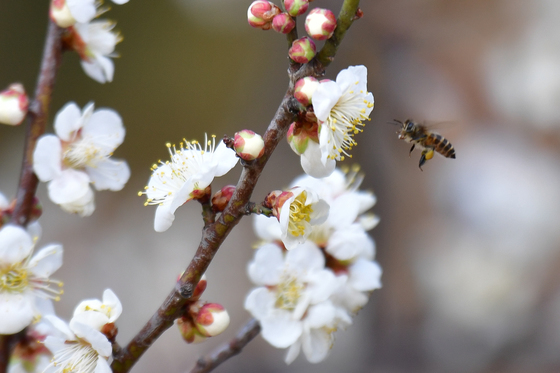 매화 향기 따라