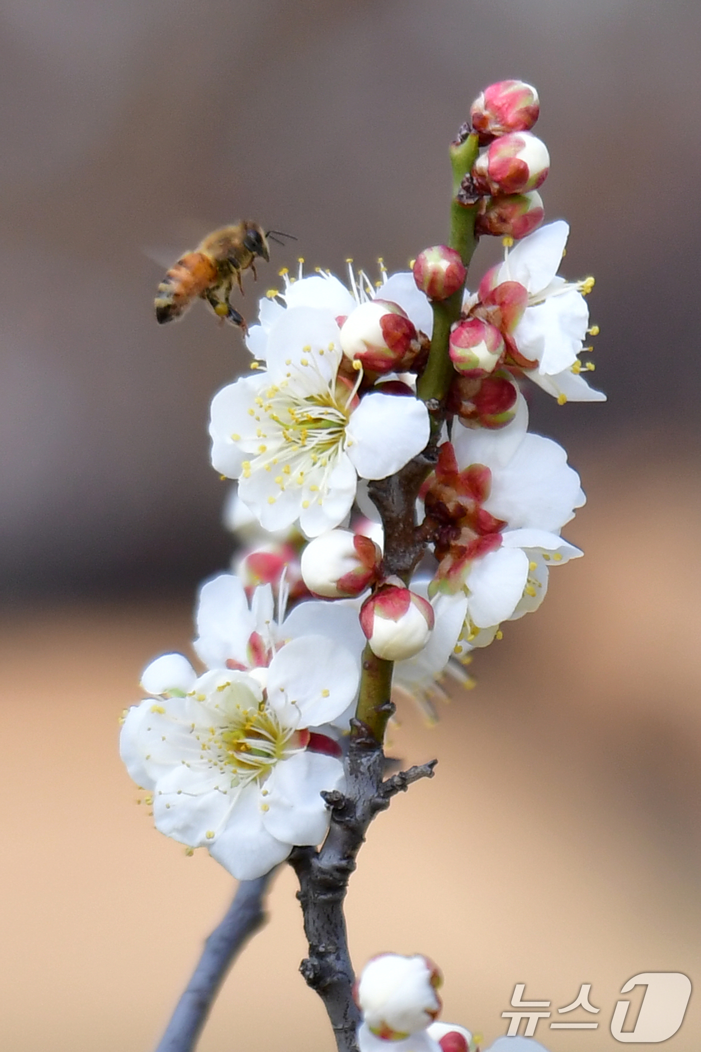(포항=뉴스1) 최창호 기자 = 22일 오후 경북 포항시 장성동 야산에서 꿀벌들이 매화꽃으로 날아들고 있다.  2026.2.22/뉴스1