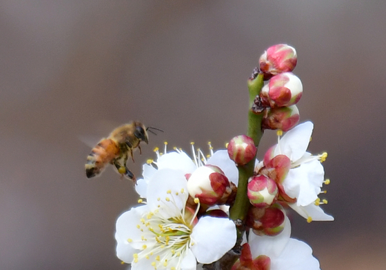 매화 향기에 취한 꿀벌