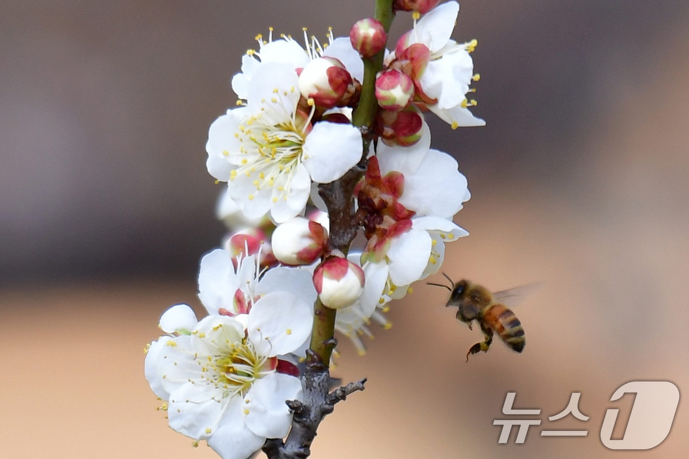 (포항=뉴스1) 최창호 기자 = 22일 오후 경북 포항시 장성동 야산에서 꿀벌들이 매화꽃으로 날아들고 있다. 2026.2.22/뉴스1